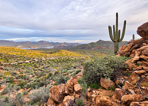 Scenic view of Arizona desert.
