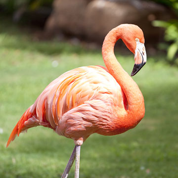Honolulu Zoo Oahu