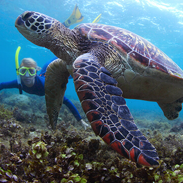 snorkel-molokini-turtle-360X360.jpg