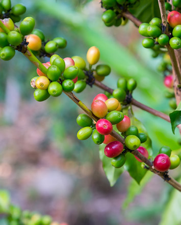 Maui coffee beans on the plant