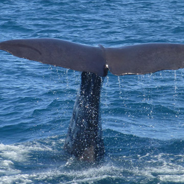 whale-watching-circles-circle-1-budget-360x360.jpg