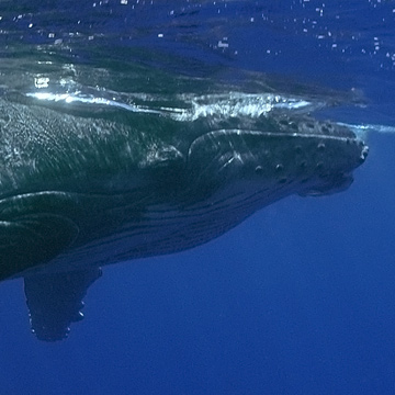 whale-watching-circles-circle-2-mid-range-360x360.jpg