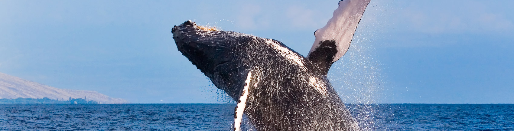 Whale breaching the ocean surface