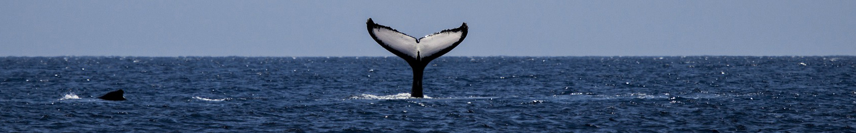 Whale tail above the surface of the water