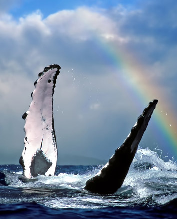 Whale watching on Hawaii Island