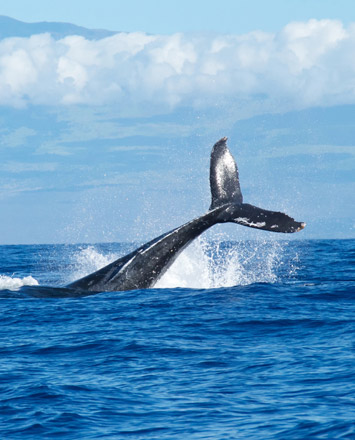 Whale watching on Kauai