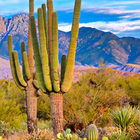 Landscape with cactus in Arizona