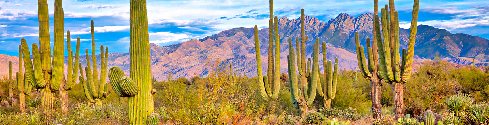 Landscape view of cactus plants and mountain range