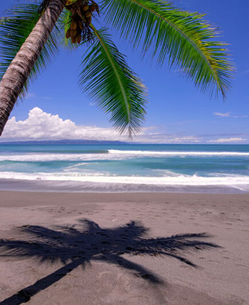 Sandy beach with coconut tree