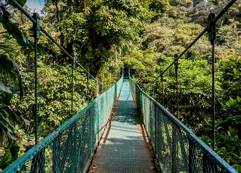 Bridge in a tropical rainforest.
