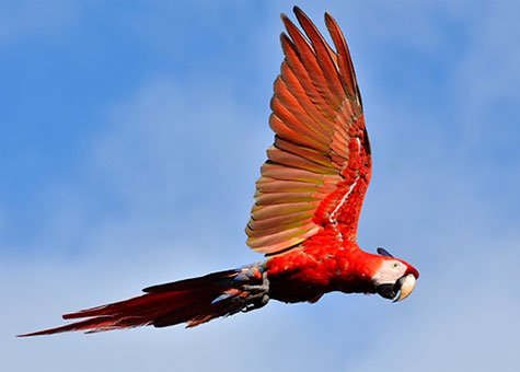 Scarlet Macaw flying.