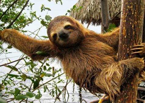 Sloth hanging from a tree.