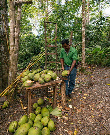 Man cutting coconuts