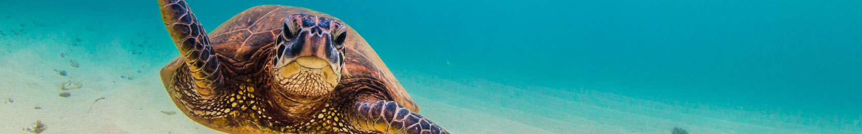 Sea turtle on the Island of Hawaii