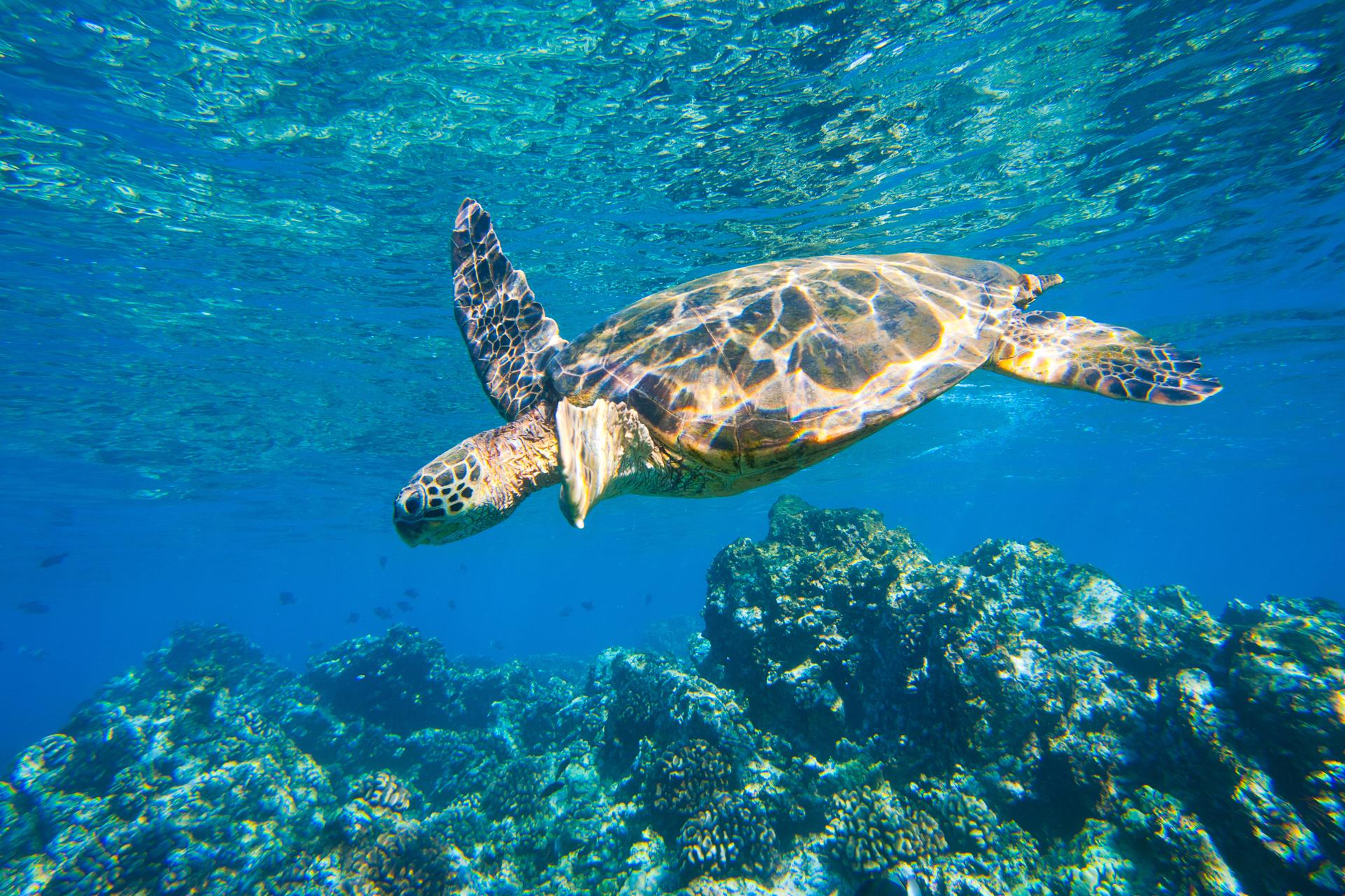 Hawaiian green sea turtle swimming in the blue waters