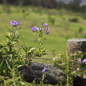 Kula Maui lavender plants