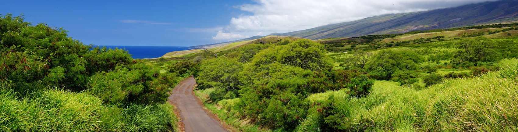 View of Haleakala road with blue sky surrounded by green bushes and grass.