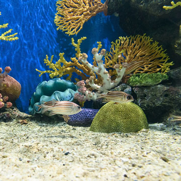 オアフ島のワイキキ水族館