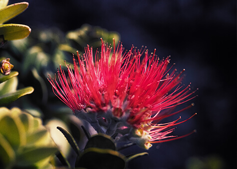 'Ohi'a lehua flower on Hawaii Island.