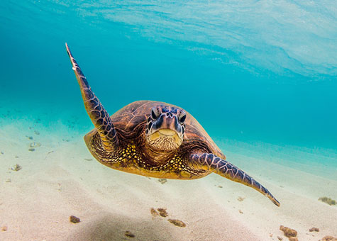 Hawaii Island sea turtle