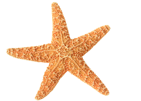 maui-destination-carousel-starfish.png