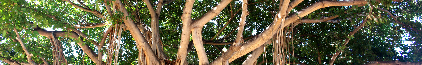 Lahaina Banyan tree in historical Lahaina Town