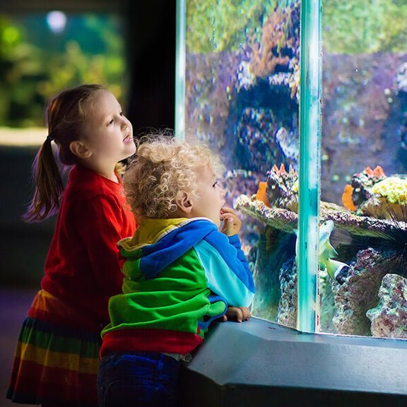 ハワイ・オアフ島 ワイキキ水族館で魚を眺める子ども達