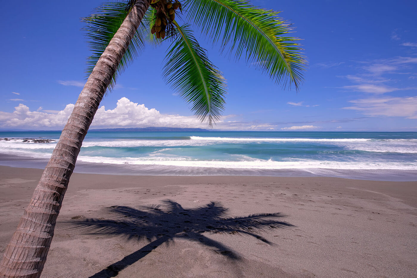 Beach with cocnut tree