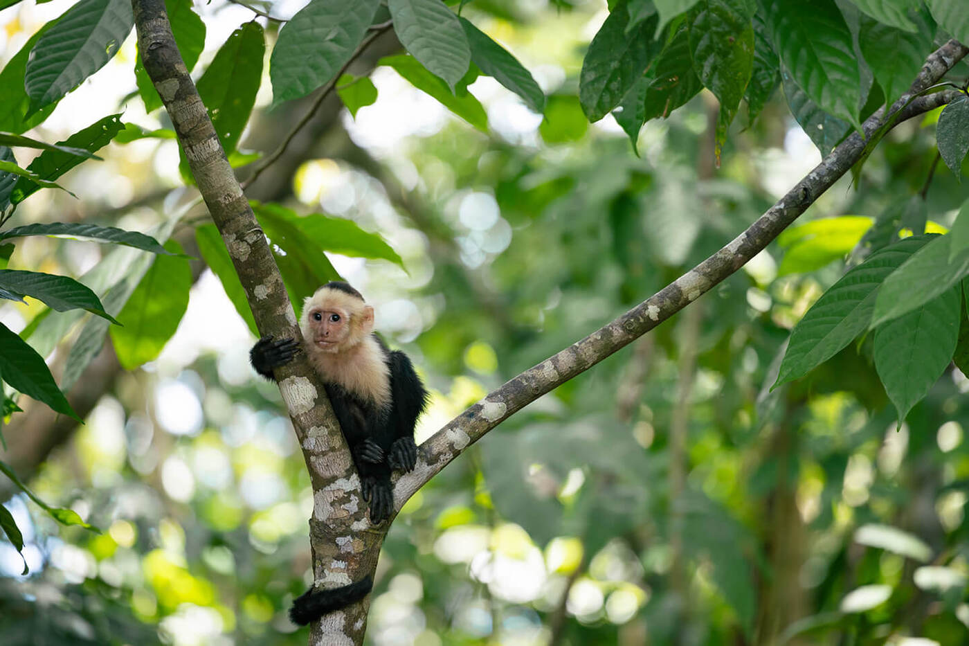 Monkey in trees