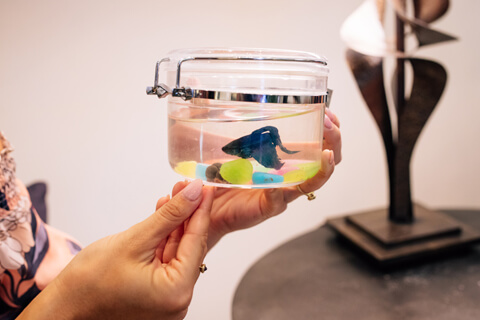 Adopt a fish during your stay