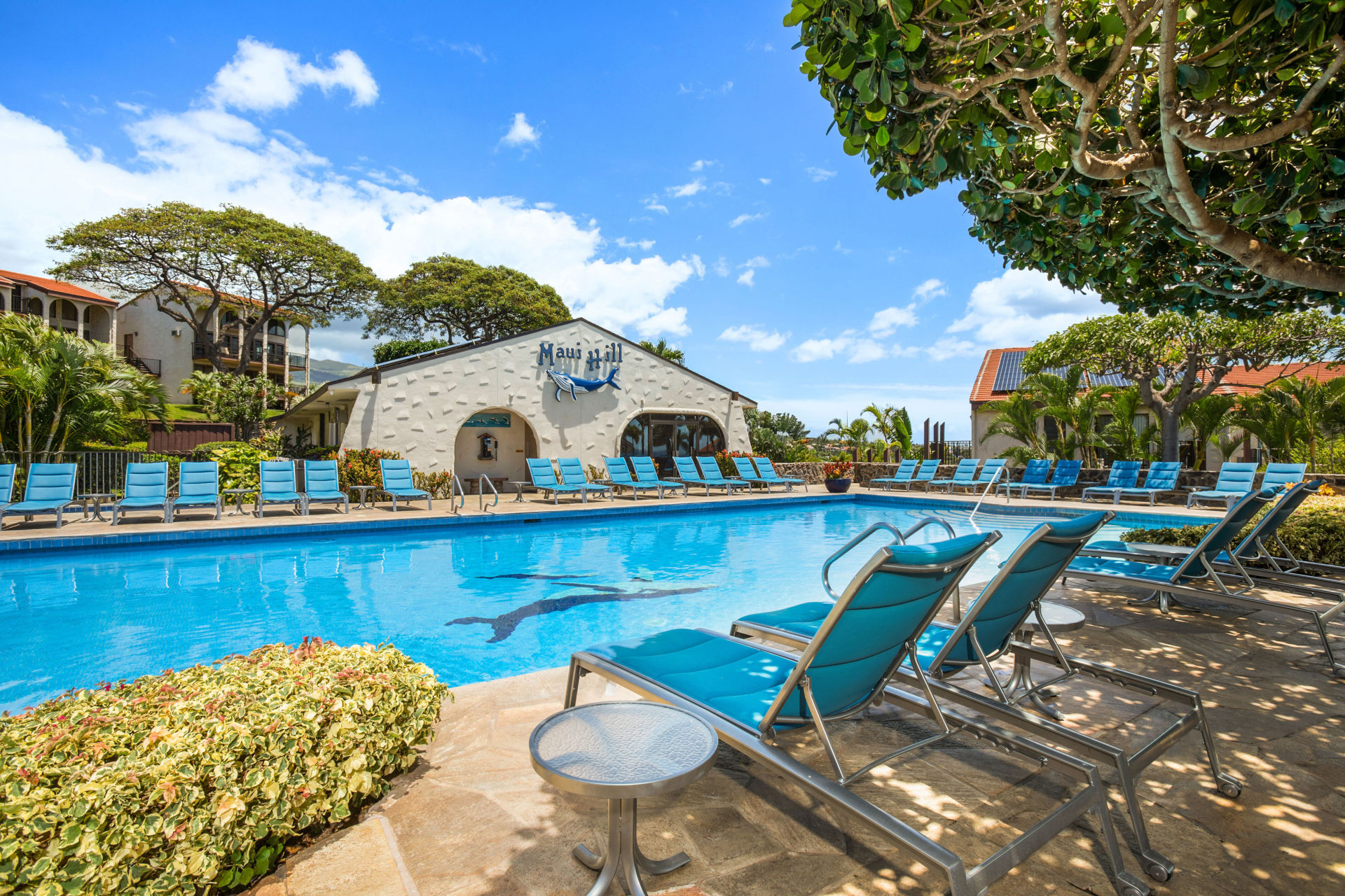 Exterior of the lobby at Maui Hill as the backdrop to the pool lined with blue padded lounge chairs and lush trees and bushes. 