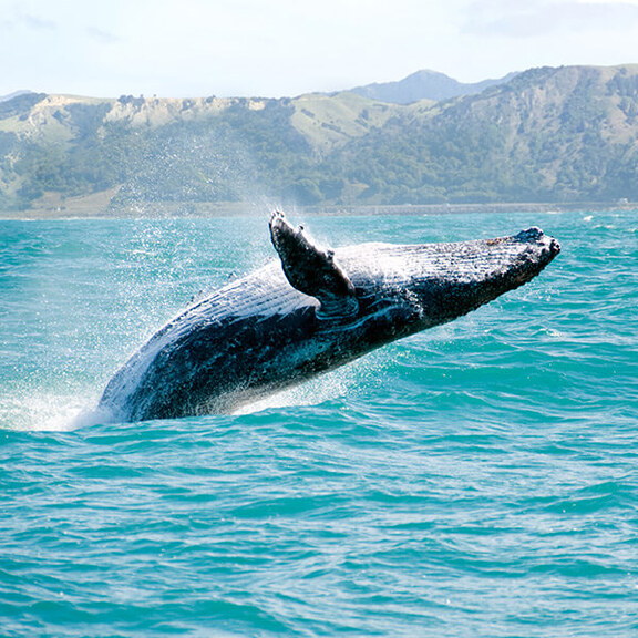 マウイ島 水の上でジャンプするザトウクジラ