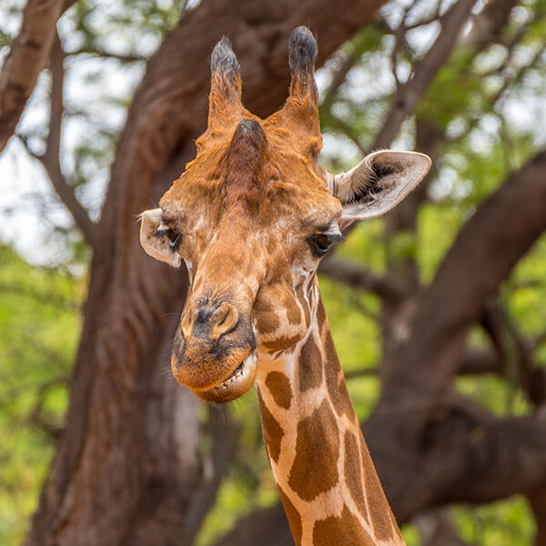 Giraffe head at Honolulu Zoo Oahu Hawaii