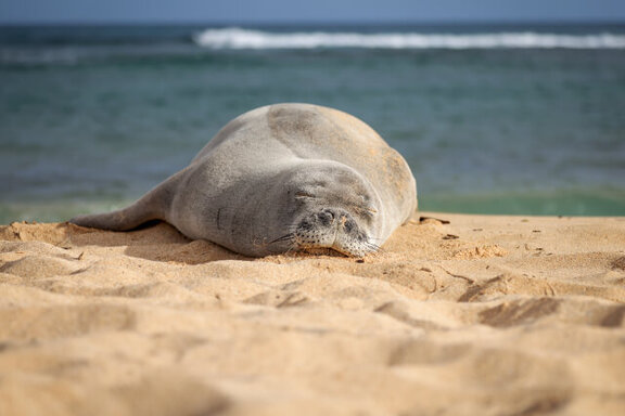 Hawaiian monk seal on beach