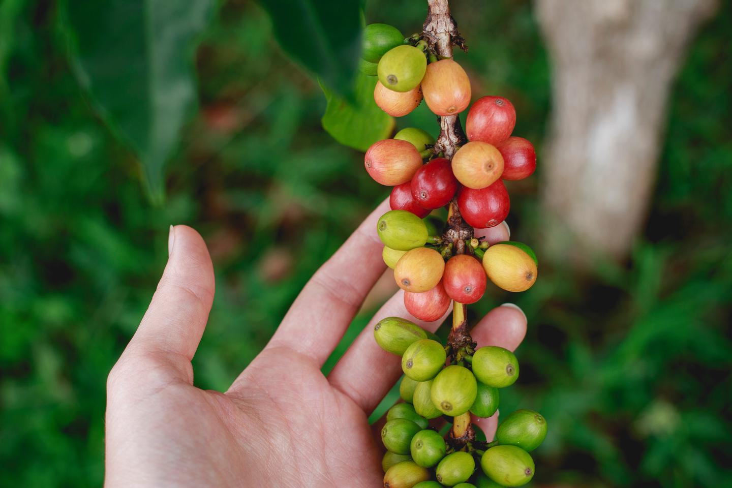 Hand holding a branch with kona coffee