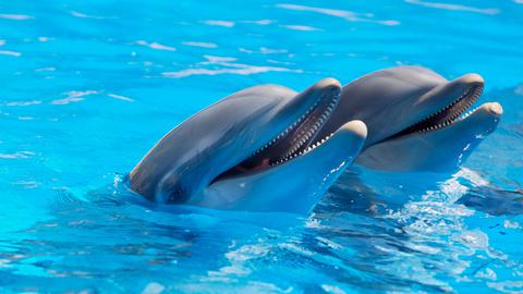 Sea Life Park dolphins