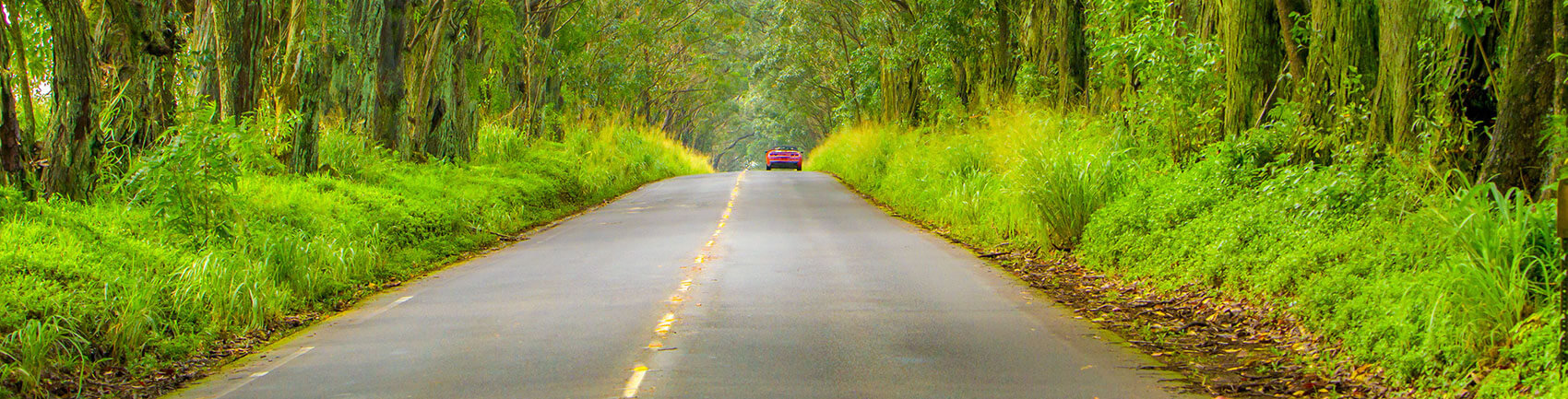 Red car driving away on a two way road with trees over arching and green foliage that line the road way.