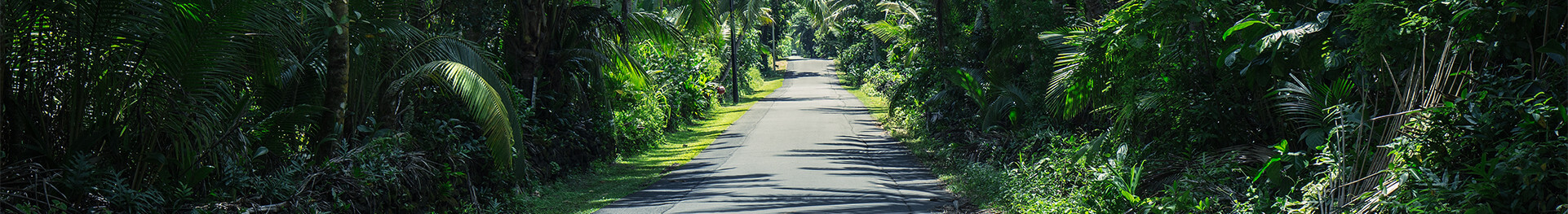 Narrow road with tropical tree and plant surroundings
