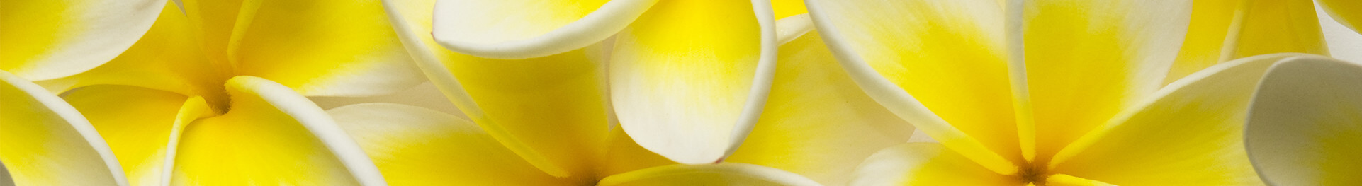 積み上げられた黄色いルメリアの花