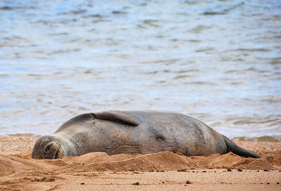 poipu-beach-park-monk-seals-sea-turtles-header-1-767x520.jpg