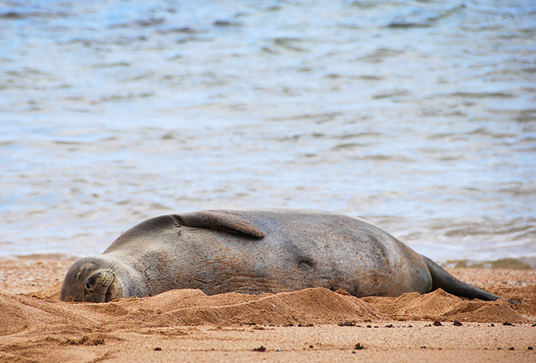 Monk Seals on Poipu Beach